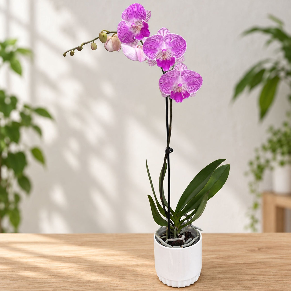 Phalaenopsis lmanion (Royal Smile) big lip