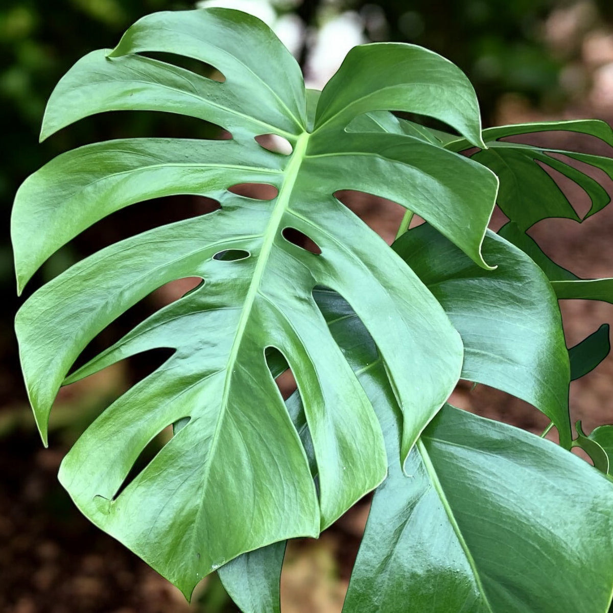 Monstera deliciosa (Swiss cheese plant)