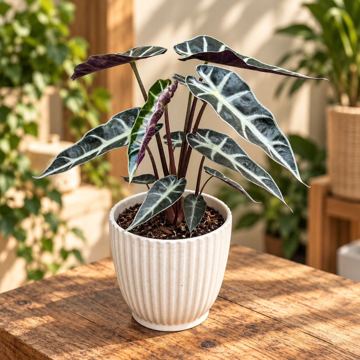 Alocasia x amazonica 'Bambino' - Alocasia compacta cu frunze inguste si nervuri argintii