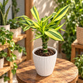 Dracaena fragrans 'Yellow Coast' - Dragon tree cu frunze variegate