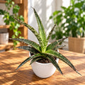 Sansevieria trifasciata 'Megan'