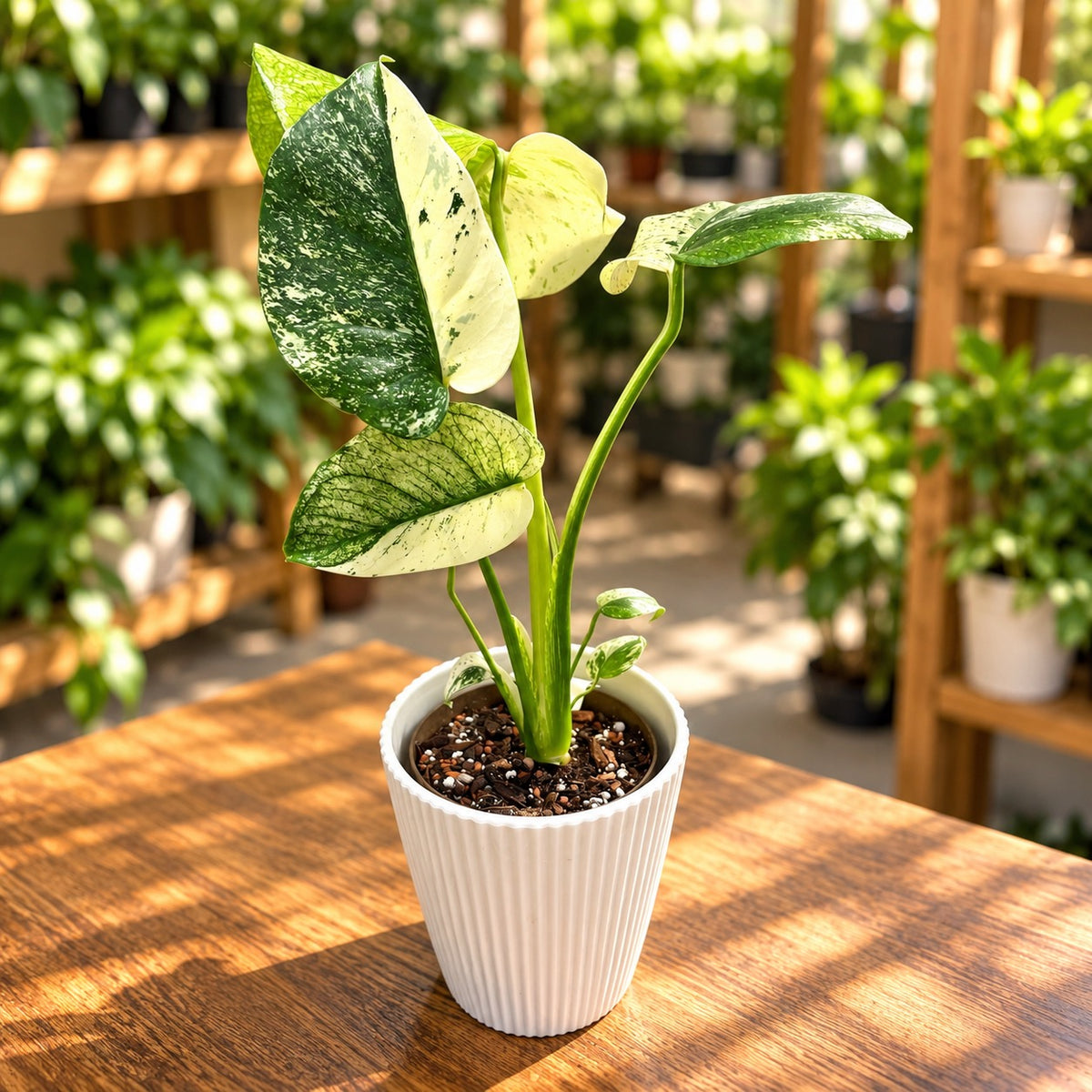 Monstera deliciosa 'Mint' Half Moon - pièce unique #01