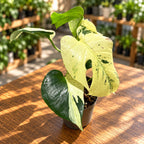 Monstera deliciosa 'Mint' Half Moon - egyedi darab #02