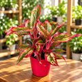 Aglaonema 'Crete Flame' (Piros Tűz)