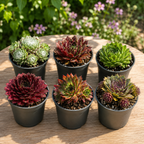 Sempervivum-Mix - Hauswurzpflanze