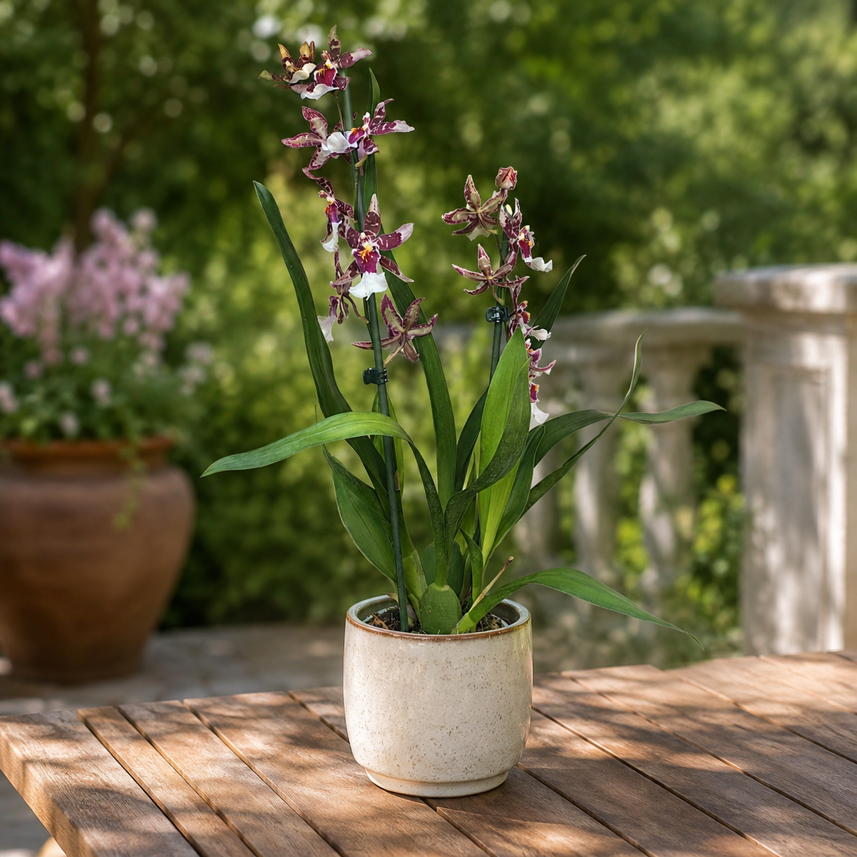 Burrageara Barrocco® Bright – duftend