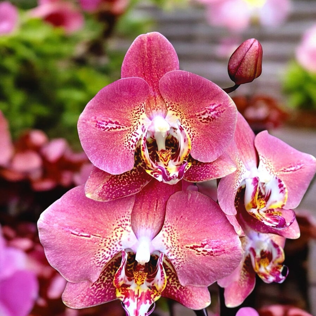 Phalaenopsis Leco Fantastic 
(Dragon Heart)