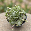 Sempervivum 'Lois' - κήπου παχύφυτο