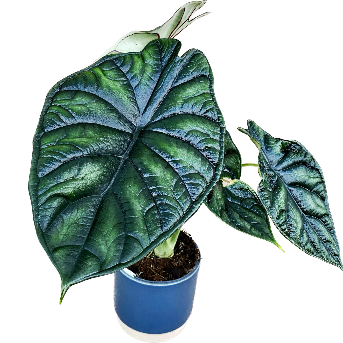 Alocasia baginda ‘Dragon Scale’ – mythical beauty with dragon scale-like leaves