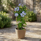 Plumbago auriculata (flor do amor azul)