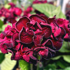 Streptocarpus 'The Ultimate Beauty' - fleurs doubles