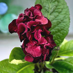Streptocarpus 'The Ultimate Beauty' - fleurs doubles