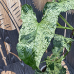 Syngonium podophyllum Mottled 'Mojito' (bush)