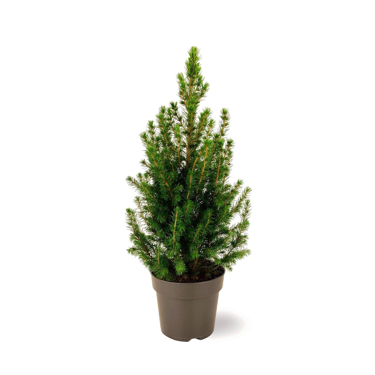 Picea Glauca Conica H40-50 cm - natural fir in pot