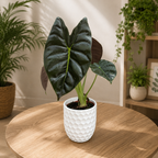 Alocasia ‘Golden Bone’ – kultaiset lehdet trooppisilla heijastuksilla