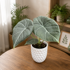 Alocasia Maharani (Szary Smok) – tropikalna perełka z aksamitnymi liśćmi