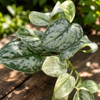 Scindapsus 'Peasun' – highly mottled variegation