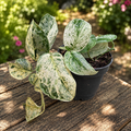 Scindapsus 'Peasun' – highly mottled variegation