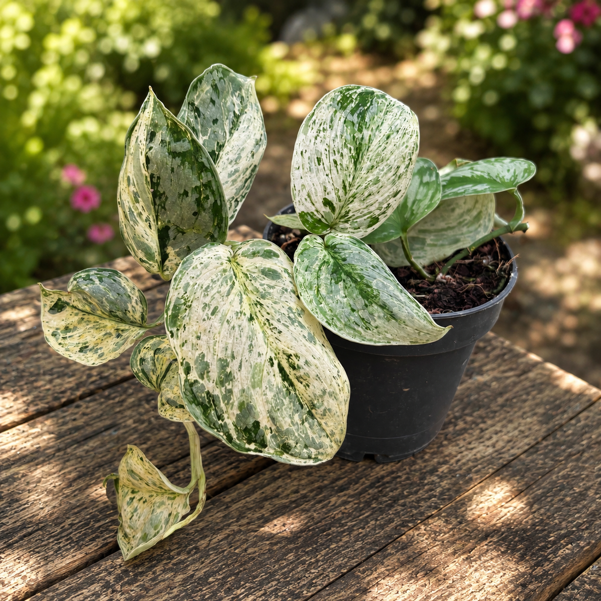 Scindapsus 'Peasun' – highly mottled variegation
