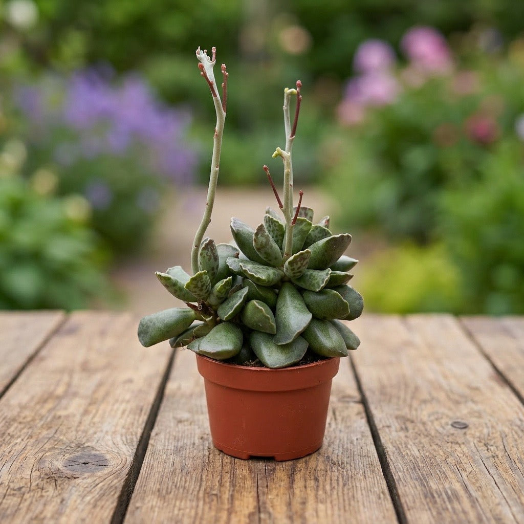 Adromischus cooperi - suculenta de colectie cu aspect neobisnuit