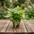 Gartenfarn - Cyrtomium fortunei var. clivicola