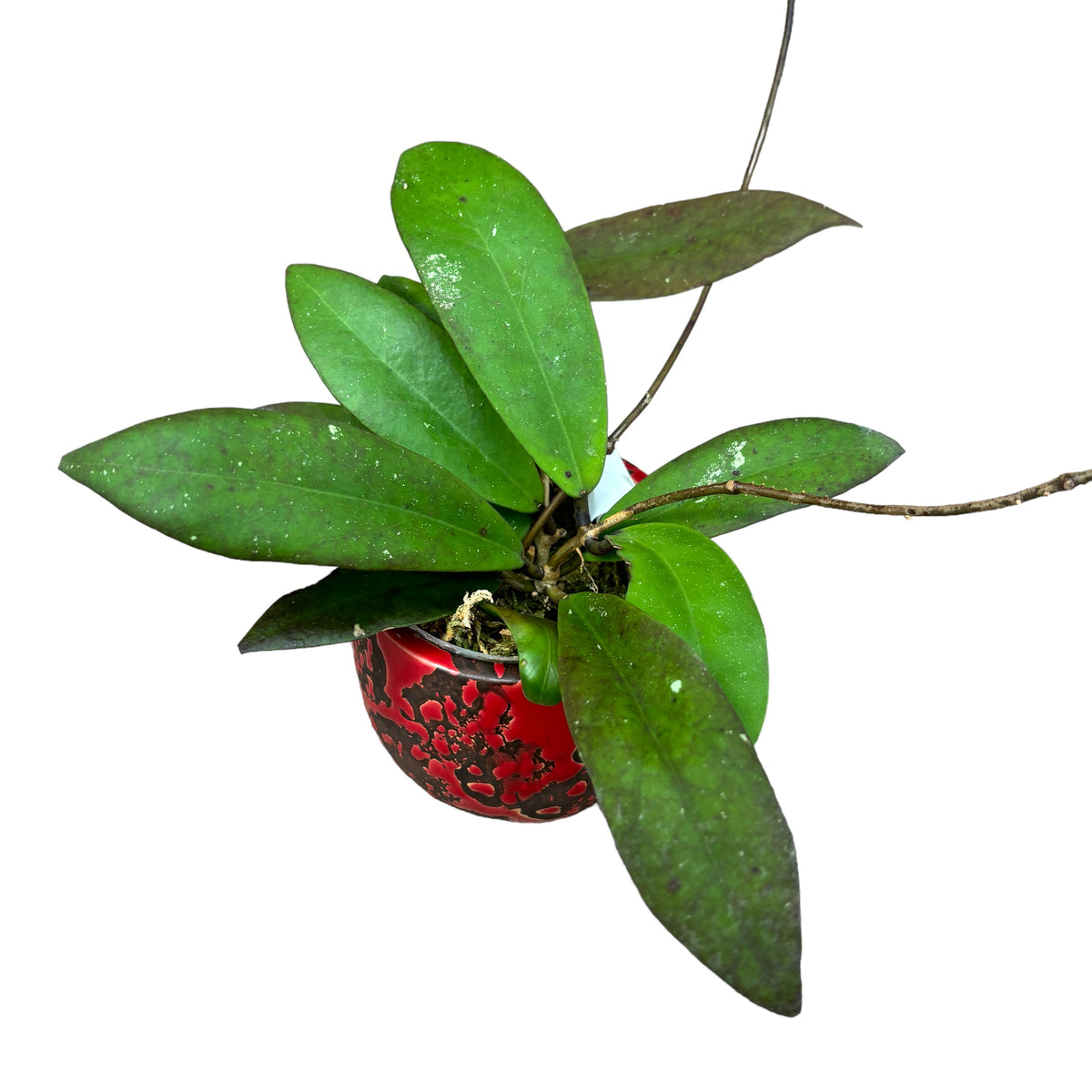 Hoya vitellinoides × Hoya scortechinii 'Pink' (sp. UT 001)