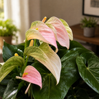 Anthurium ‘Joli Peach’ – eleganza delicata con fiori pastello e aria tropicale