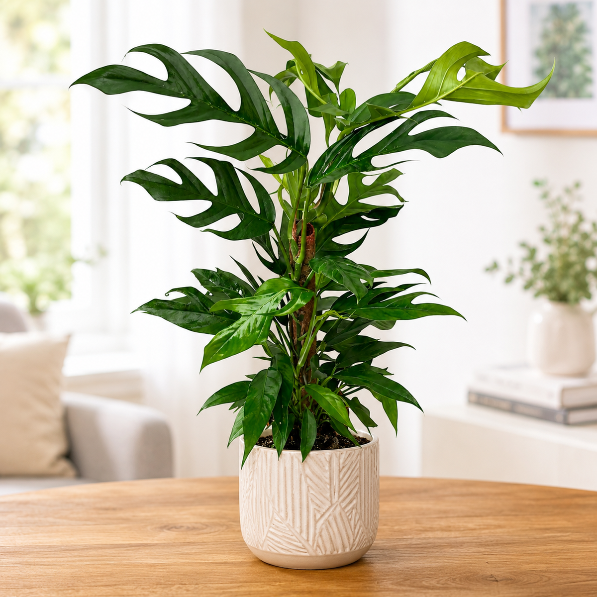 Epipremnum pinnatum 'Baltic Blue' - planta cataratoare cu frunze albastru-verzui si fenestratii