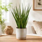 Sansevieria 'Comet Kichaka' - compact, sculptural snake plant