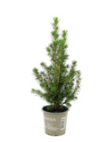 Picea Glauca Conica - natürlicher Tannenbaum im Topf