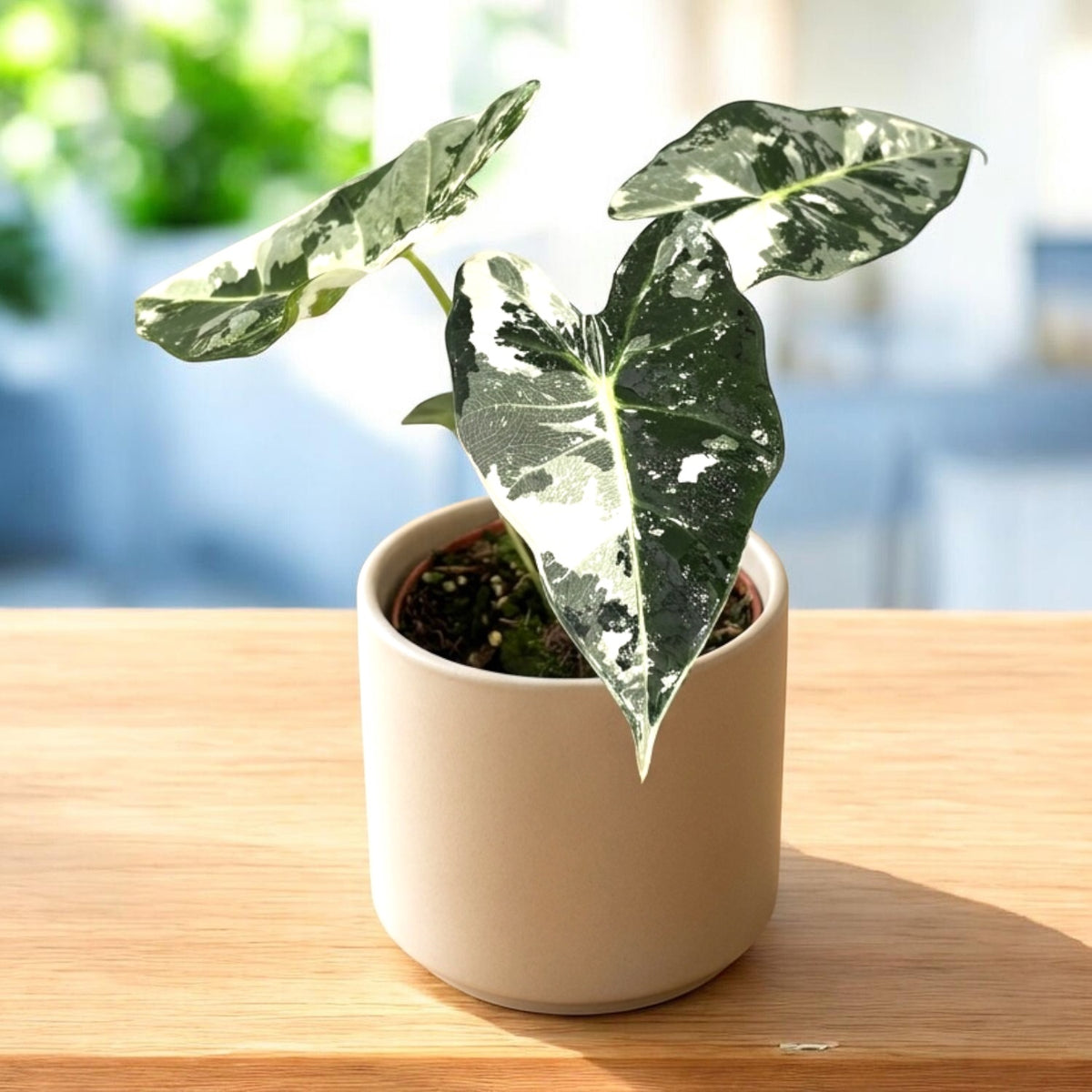 Alocasia micholitziana ‘Frydek Variegata’ – elegante tropische plant in smaragdgroen en crème-wit