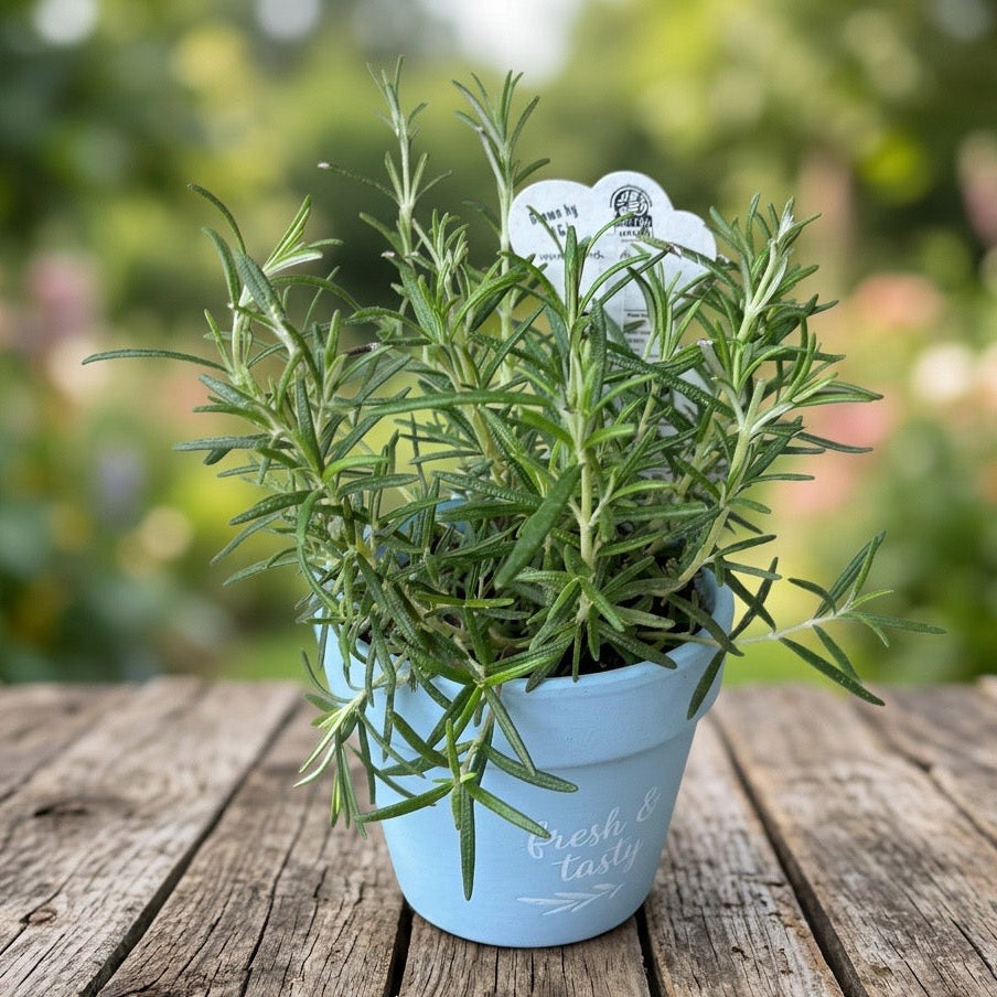 Rozemarijn in pot - Rosmarinus officinalis
