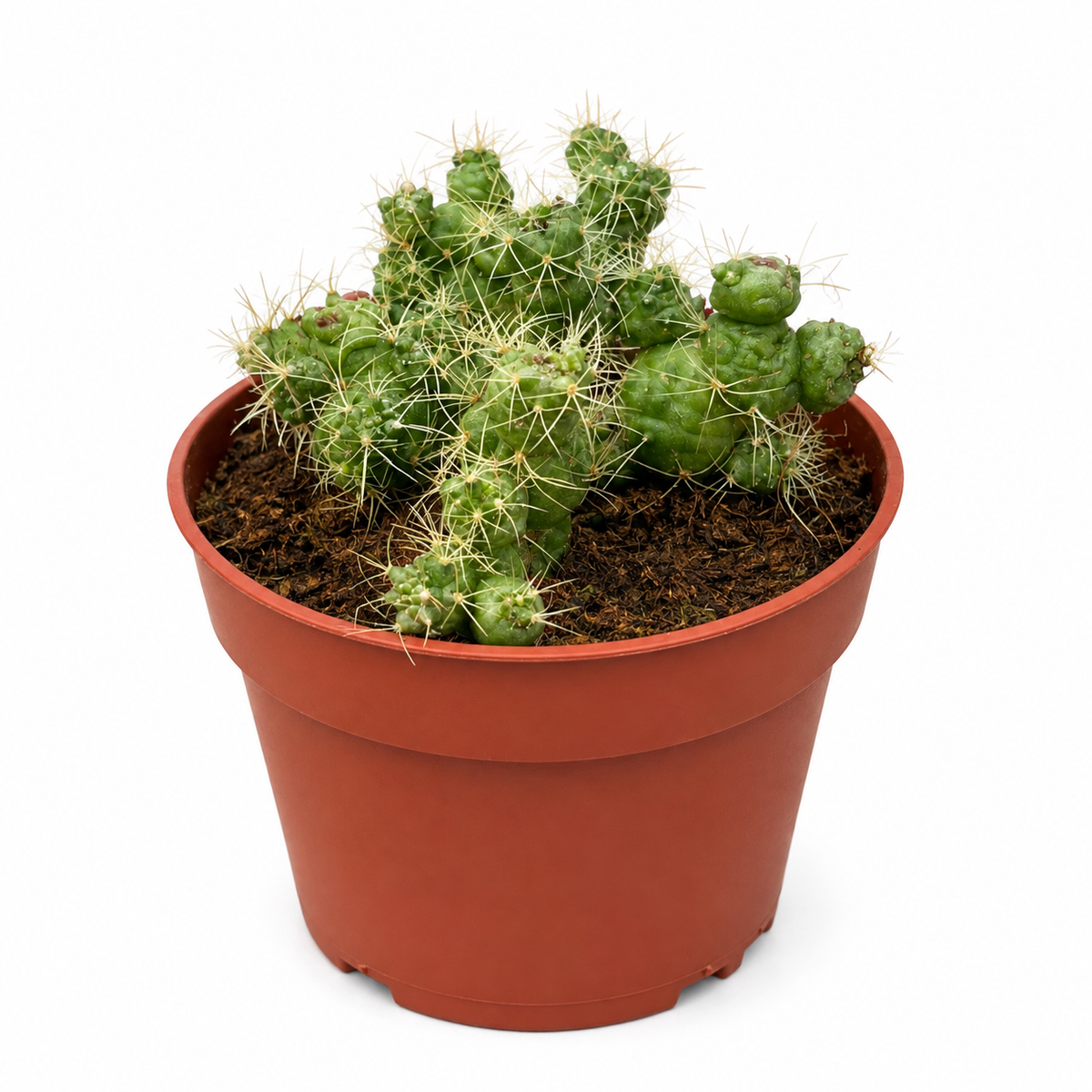 Mammillaria bocasana 'Fred' - cactus monstruos cu forme neregulate
