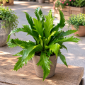 Asplenium nidus „Dakila” – paproć o pofalowanych liściach