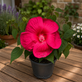 Hibiscus moscheutos 'Extreme Magenta' - Hibiscus peren cu flori uriase magenta