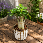 Adenium arabicum - le rosier du désert avec un caudex impressionnant et des fleurs exotiques