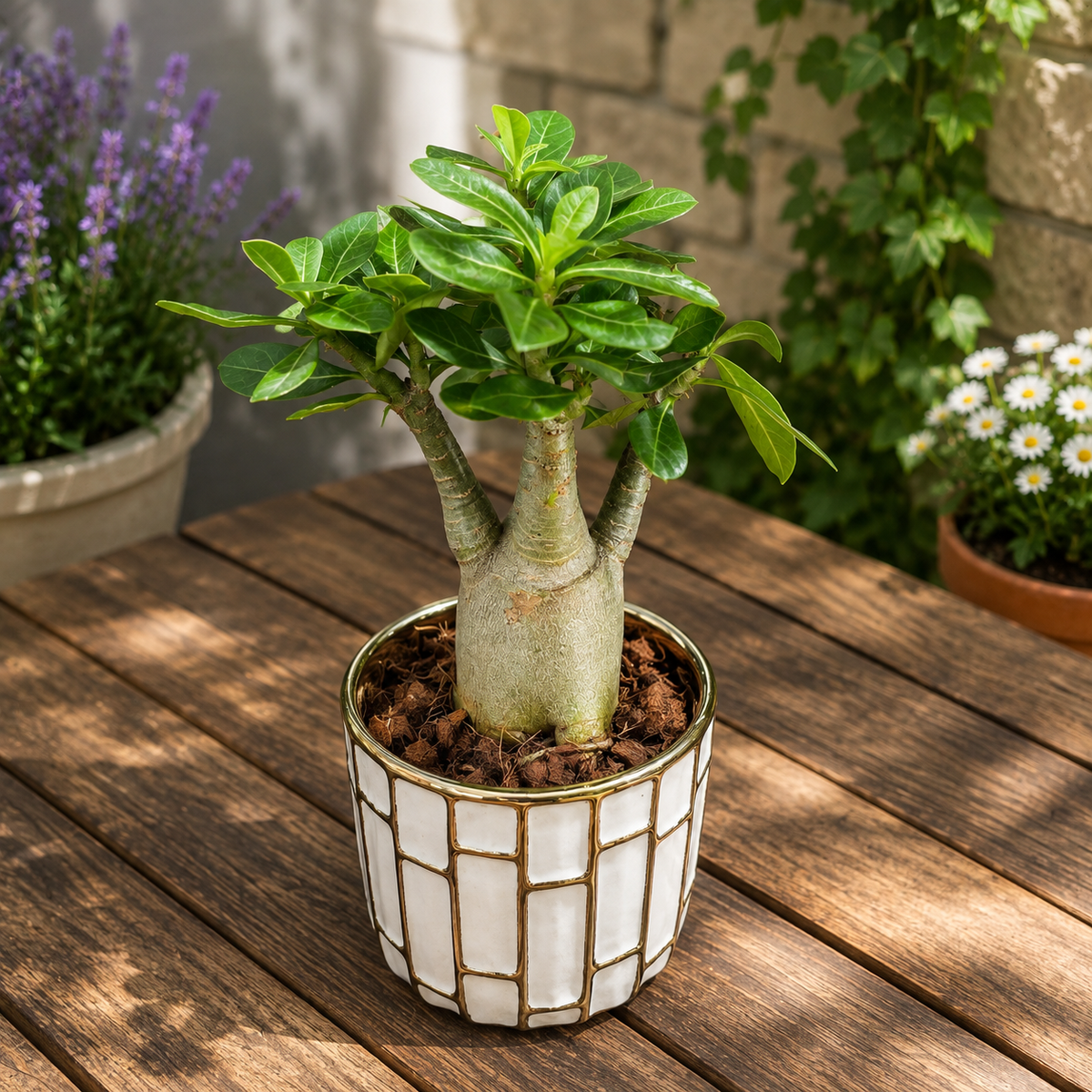Adenium arabicum -  trandafirul desertului cu caudex impresionant si flori exotice