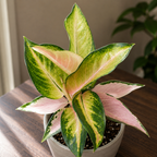 Aglaonema 'China Pink' - aglaonema met pastelkleurig blad