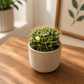 Mammillaria decipiens subsp. camptotricha - Bird's Nest Cactus