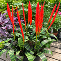 Vriesea 'Splenriet' - Flaming Sword, bromelie cu inflorescenta rosie