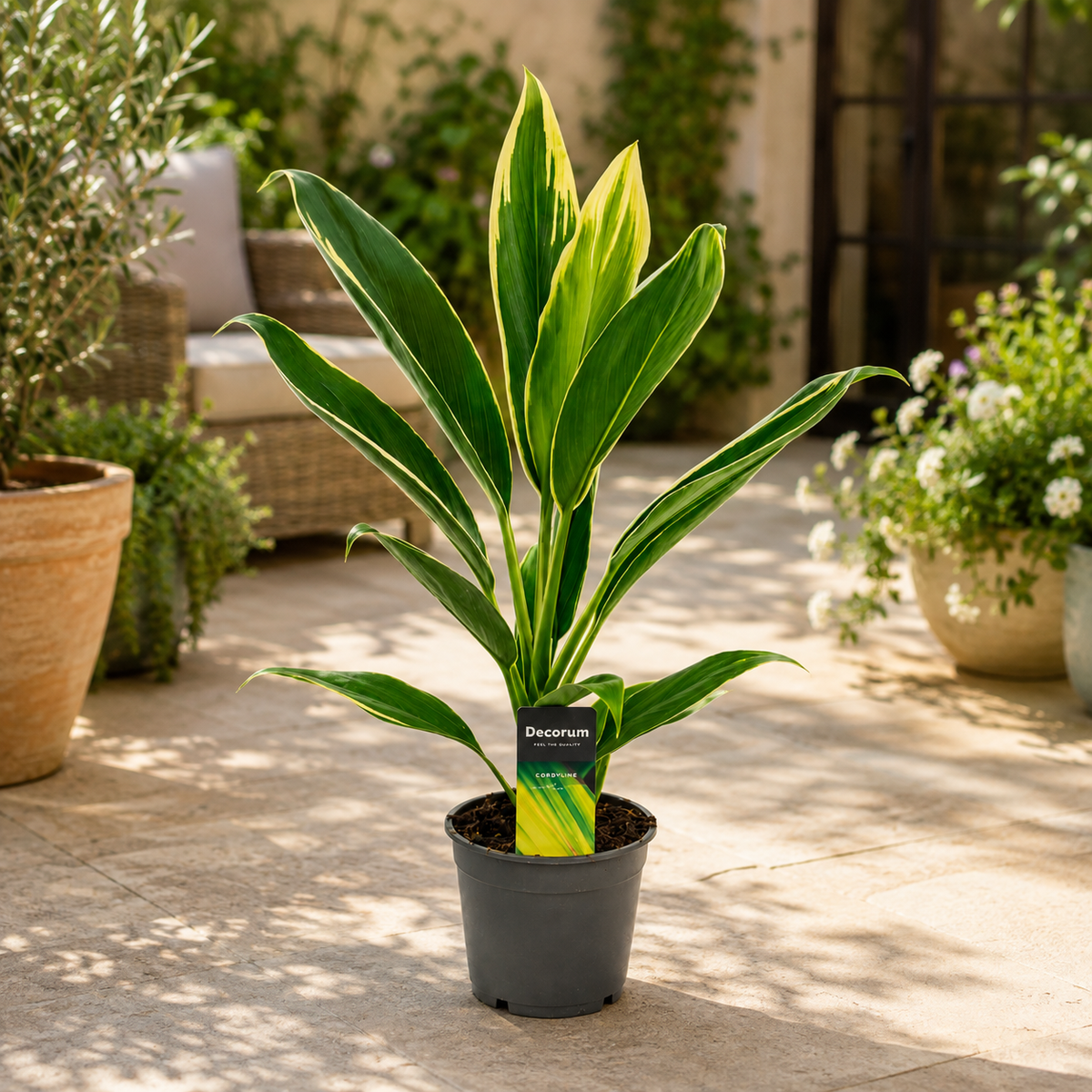 Cordyline fruticosa Conga (Lucky Plant) - lucky plant