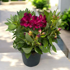 Alstroemeria Purple - kompakte peruanische Lilie mit spektakulären Blüten