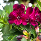 Alstroemeria Purple - kompakte peruanische Lilie mit spektakulären Blüten