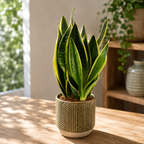 Sansevieria ‘Canary’