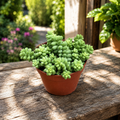Sedum burrito (Coada magarului)