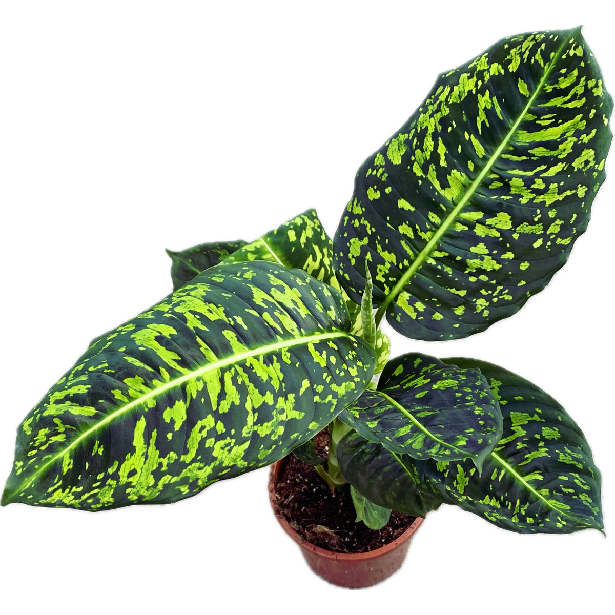 Dieffenbachia Reflector (Feng Shui plant)