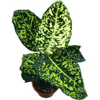 Dieffenbachia Reflector (Feng Shui plant)