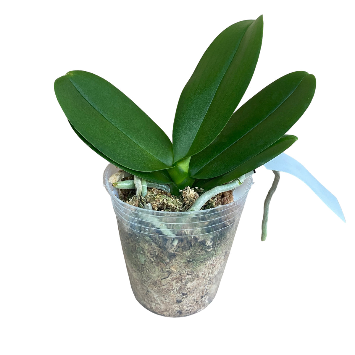Phalaenopsis Younghome Schokolade (Große Lippe)