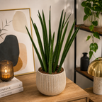 Sansevieria cylindrica 'Straight' – sansevieria med cylindriska, upprättstående blad