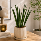 Sansevieria cylindrica 'Straight' – sansevieria med cylindriska, upprättstående blad